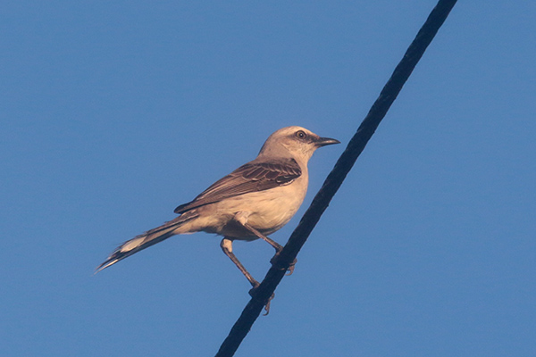 Tropical Mockingbird